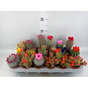 Cactus   ...decorated