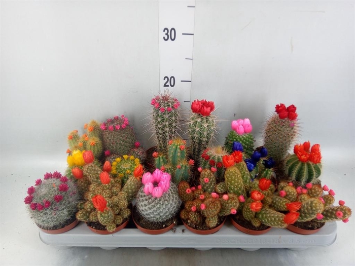 <h4>Cactus   ...decorated</h4>