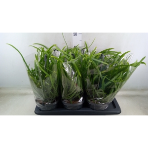 Lepismium bolivianum
