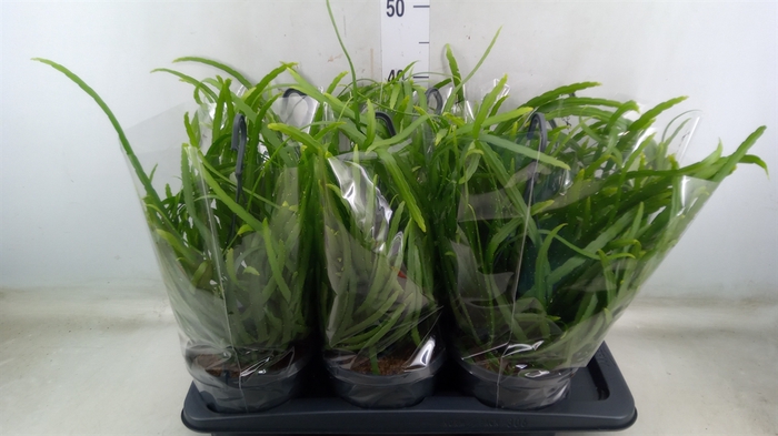 <h4>Lepismium bolivianum</h4>