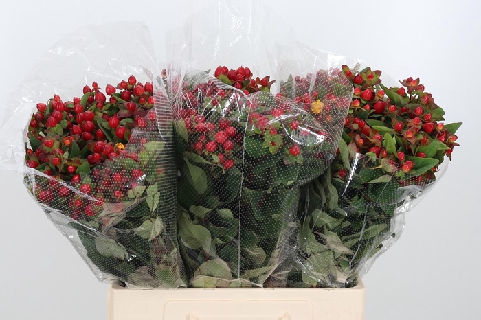 <h4>Hyp Mag Triumph</h4>