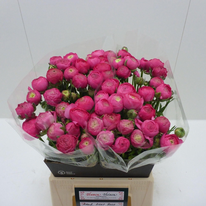 <h4>Ran Azur Deep Rosa</h4>