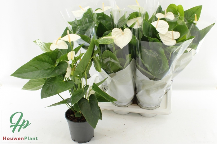 <h4>ANTHU AN ALASKA</h4>