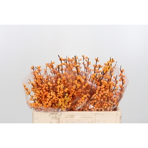 Ilex Golden Verboom