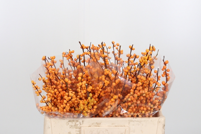 <h4>Ilex Golden Verboom</h4>
