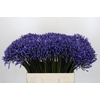 Agapanthus Dr Brouwer