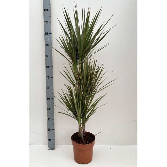 <h4>DRA MARG BICOLOR</h4>