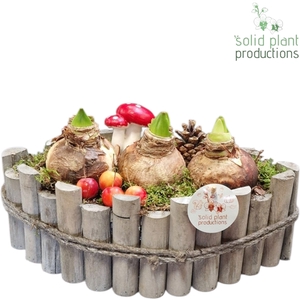 AH005 Amaryllis Napoli Large Grey