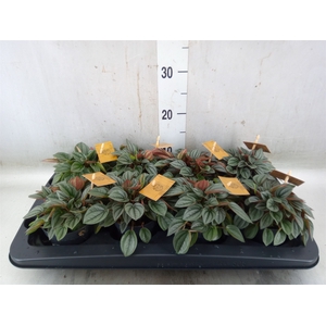 Peperomia  'Napoli Nights'