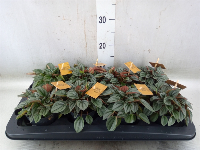 <h4>Peperomia  'Napoli Nights'</h4>