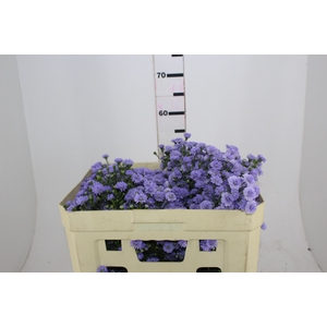 ASTER D. PLUS 050 CM MIN 20 GRAMAS