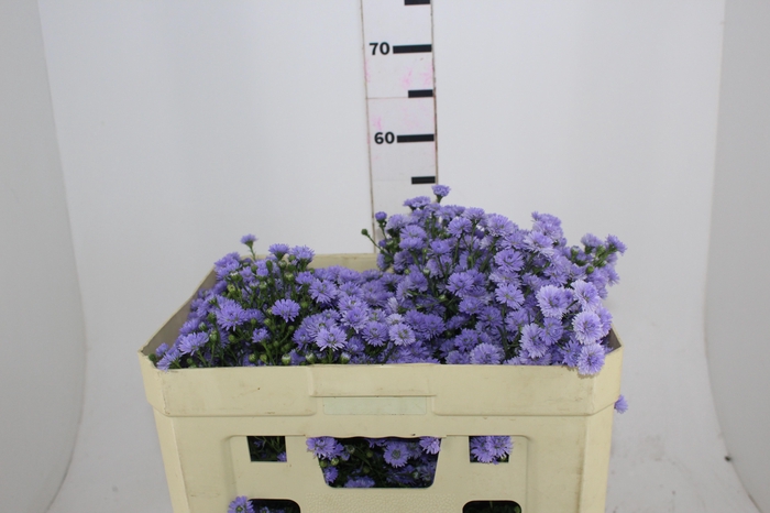 <h4>ASTER DOBRADO LILAS 040 CM MIN 20 GRAMAS LILAS</h4>
