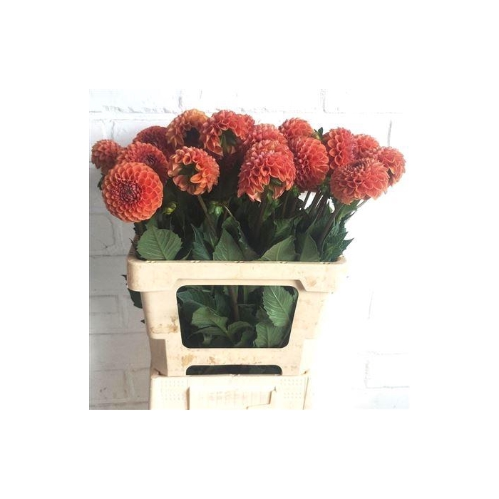 <h4>Dahlia Cornel Bronze</h4>