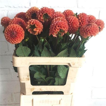 <h4>Dahlia Cornel Bronze</h4>