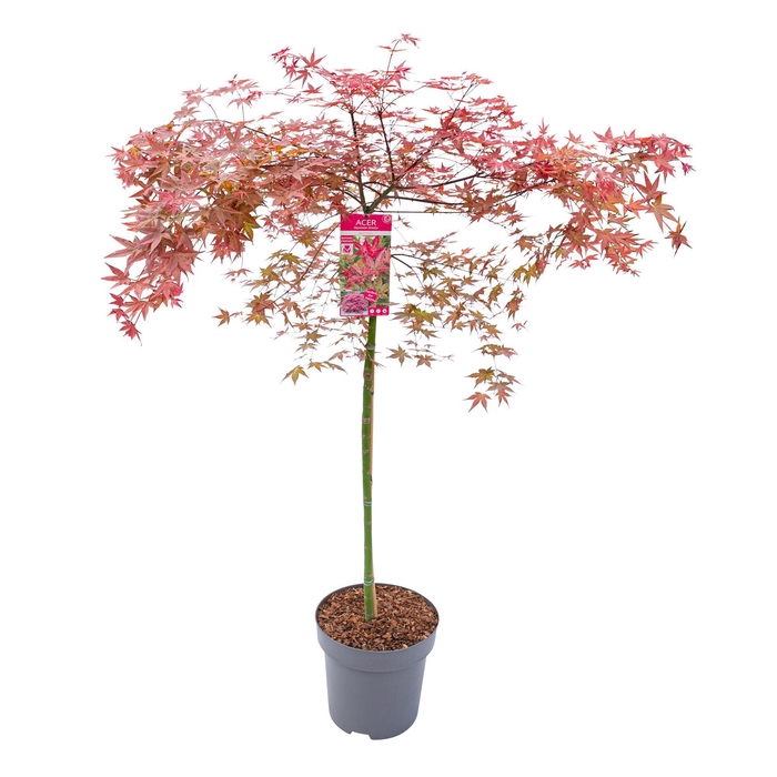 <h4>Acer palm. 'Beni Maiko' C14 halfstam</h4>