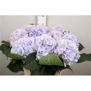 Hydr M Verena Bl