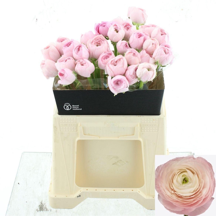 <h4>RAN SU HANOI</h4>