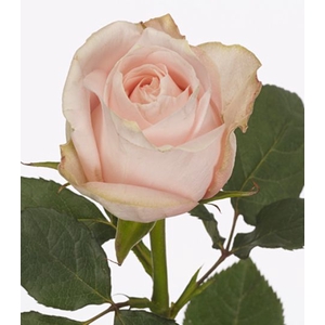 Rosa large flowered Pomarosa