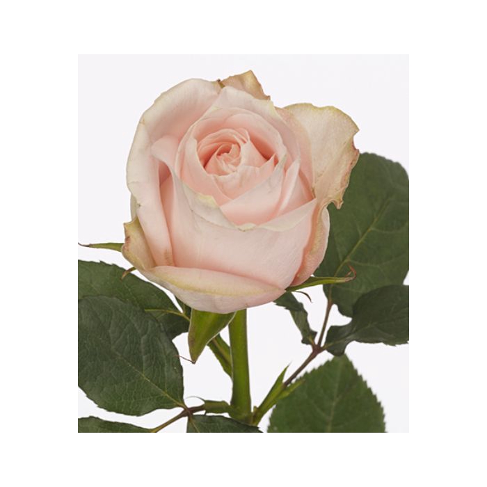 <h4>Rosa large flowered Pomarosa</h4>