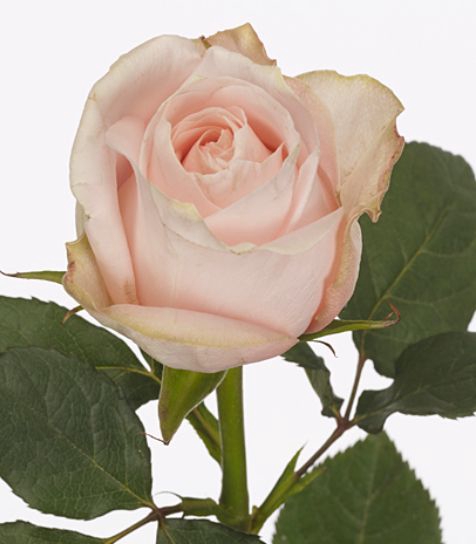 Rosa large flowered Pomarosa
