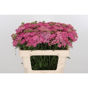 Achillea Bianca Classic