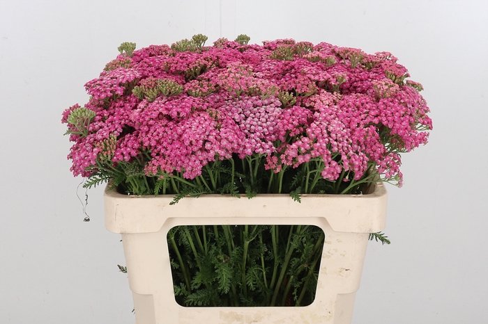 <h4>Achillea Bianca Classic</h4>