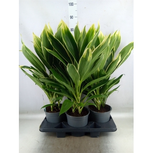Cordyline fruti. 'Conga'