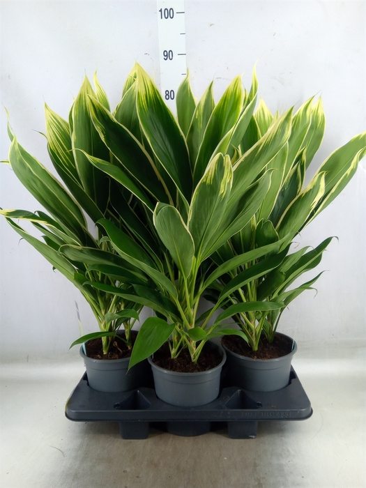 <h4>Cordyline fruti. 'Conga'</h4>