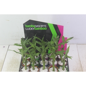 DRACENA LUCKY BAMBOO P06
