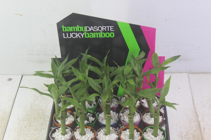 <h4>DRACENA LUCKY BAMBOO P06</h4>