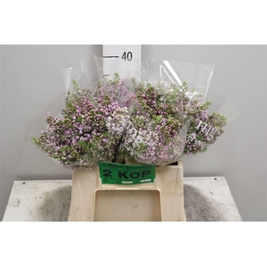 Syr V Dark Koster 2+