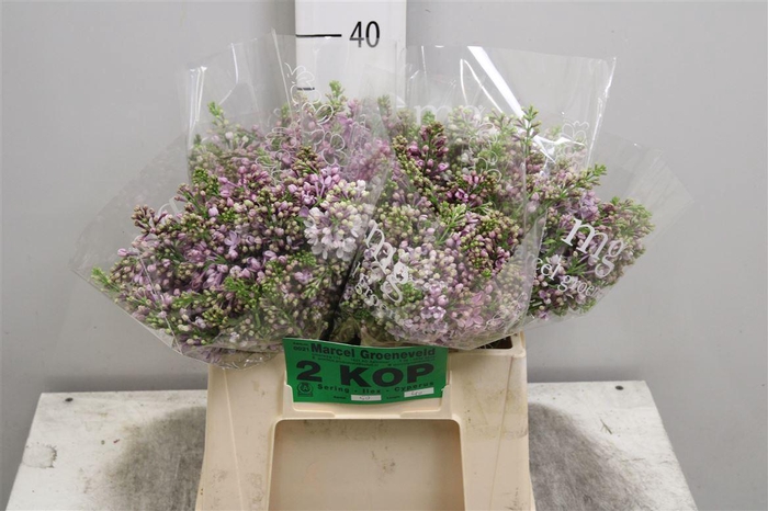 <h4>Syr V Dark Koster 2+</h4>