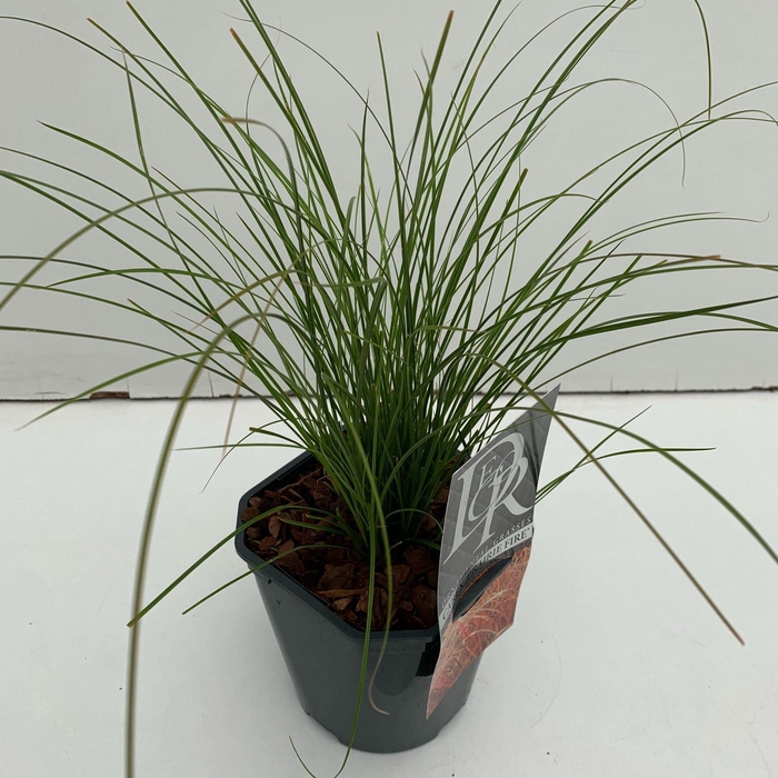 <h4>Carex testacea Prairie Fire Color G</h4>