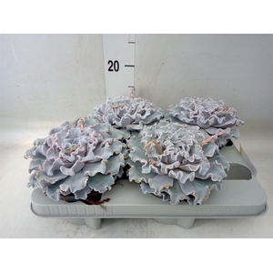 Echeveria   ...