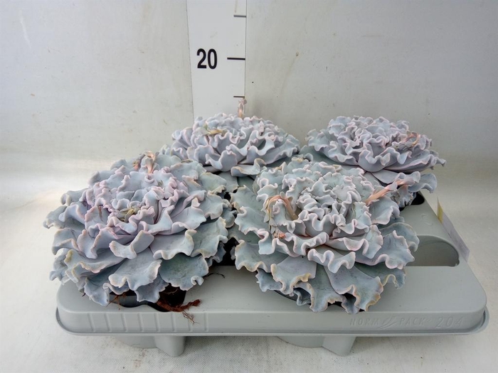 <h4>Echeveria ...</h4>