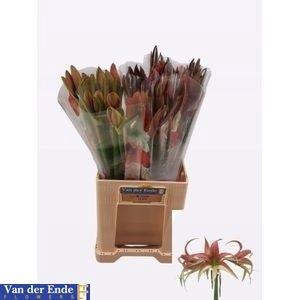 <h4>HIPP SP TANGO</h4>