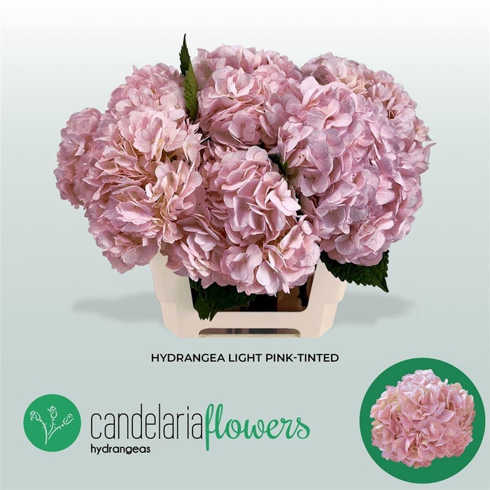 <h4>HYDR OV KLB H%</h4>