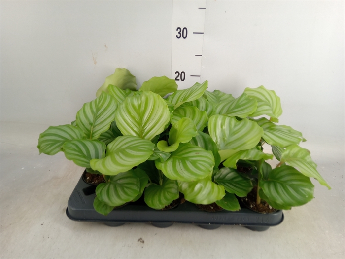 <h4>Calathea orbifolia</h4>