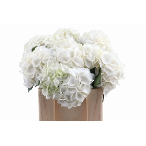 Hydr Princess 50 cm Vicini