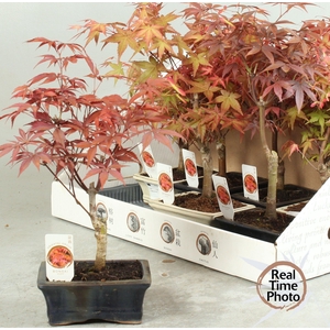 BONSAI OV