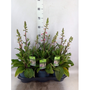 Digitalis  'Pink Panther'