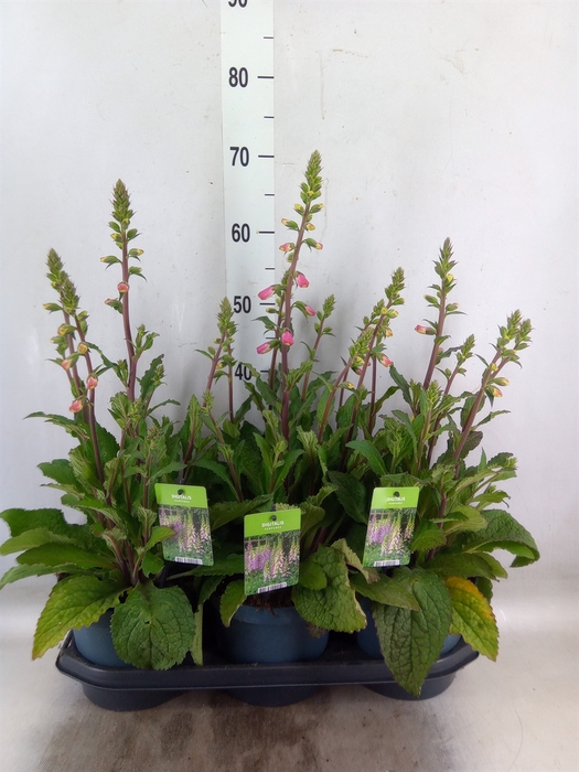 <h4>Digitalis  'Pink Panther'</h4>