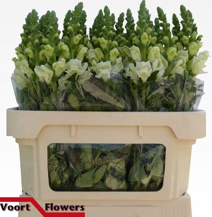 <h4>ANTIR ANTIBES WHITE</h4>