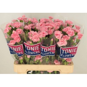 DI TR PINK AMELIE
