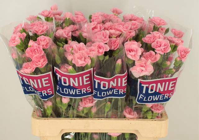 <h4>DI TR PINK AMELIE</h4>