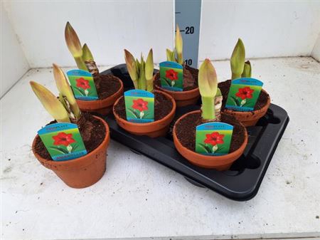 Hipp Ov Rood In Terra Cotta