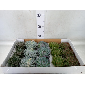 Echeveria ...mix