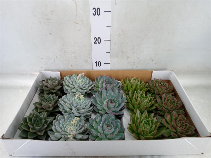<h4>Echeveria   ...mix</h4>