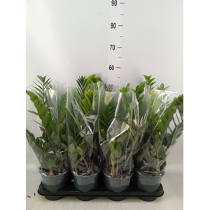 Zamioculcas zamiifolia