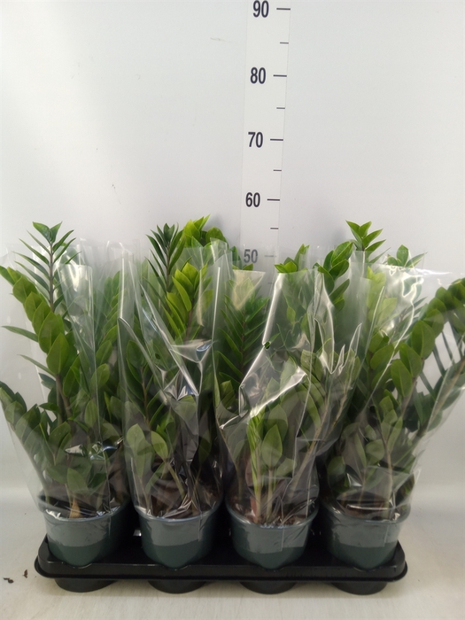 <h4>Zamioculcas zamiifolia</h4>